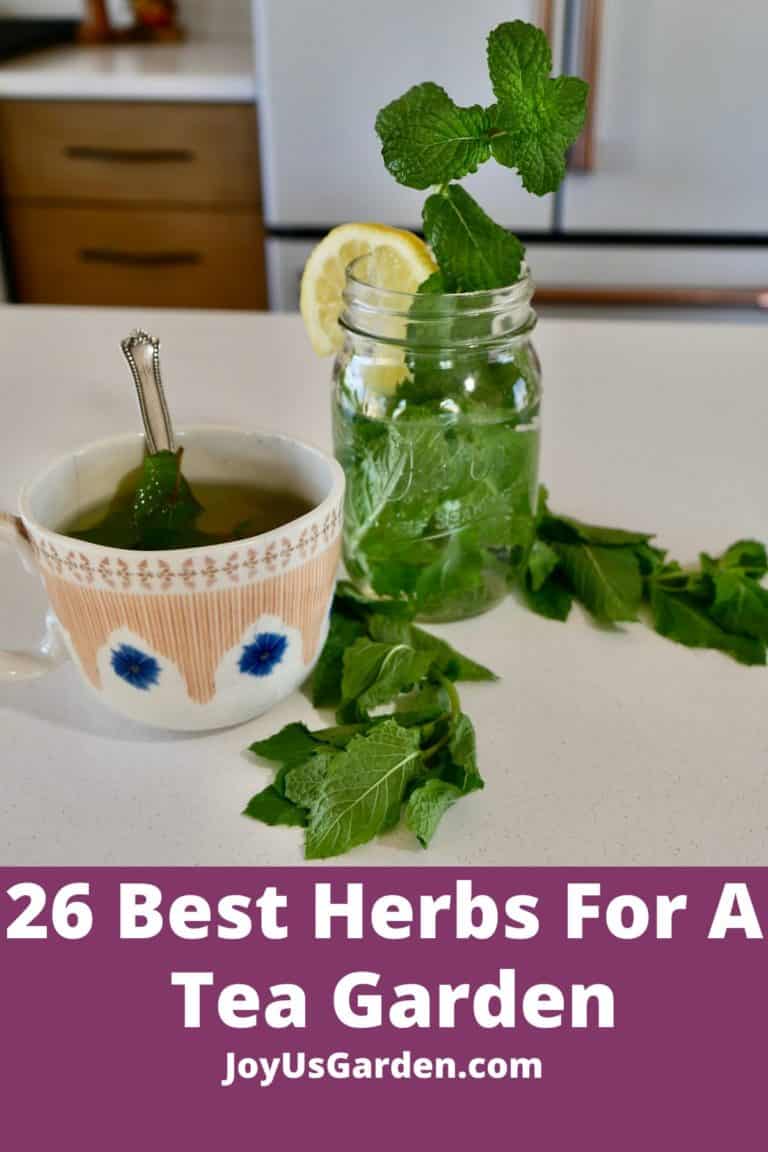 26 Best Herbs to Grow in Your Own Herbal Tea Garden