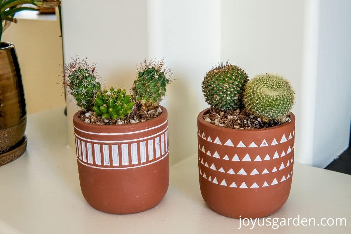 5 small cacti grow in 2 terracotta pots with white detailing 3 grow in 1 & 2 in the other