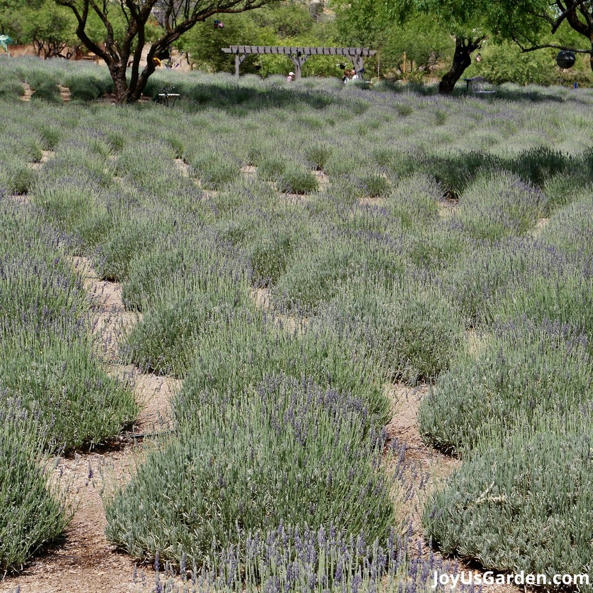 When Does Lavender Bloom?