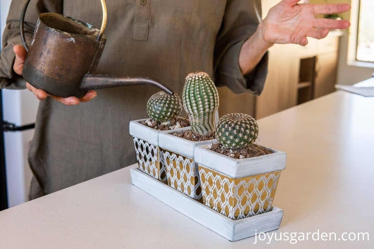 3 small cacti in 3 small pots sit on a kitchen island a small watering can is watering the 1st cactus