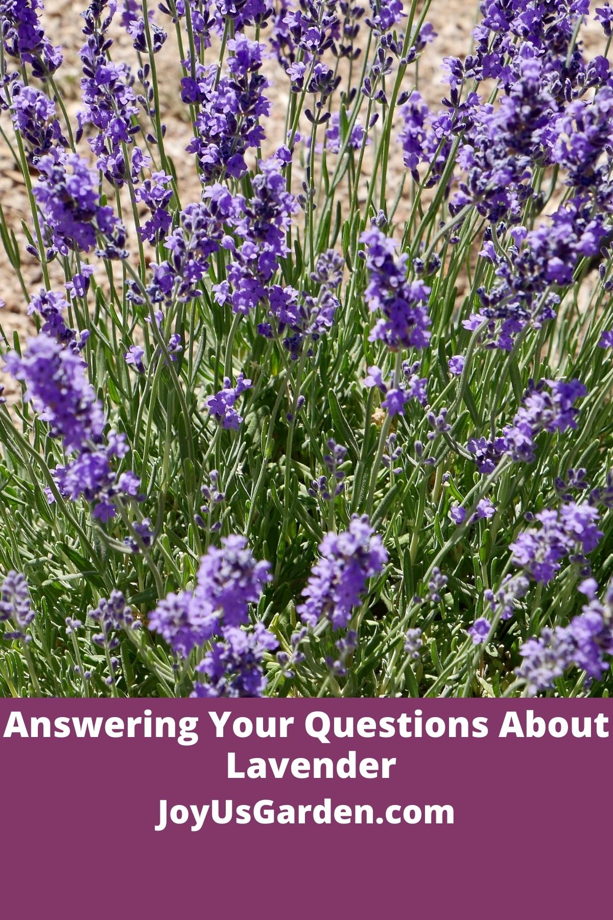 close up of many lavender flowers on a plant the text reads answering your questions about lavender joyusgarden.com