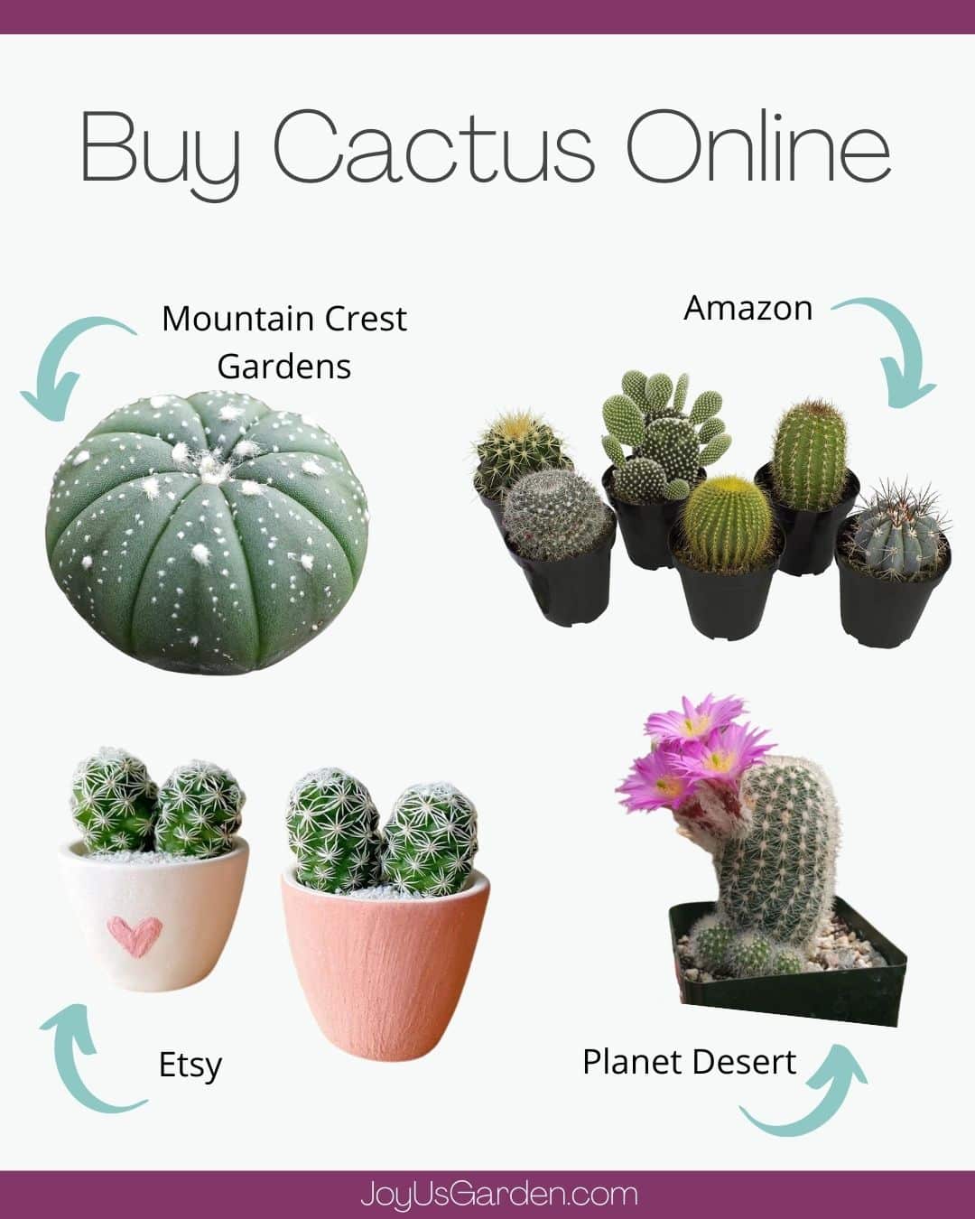 collage of where to buy cactus online from 4 vendors: mountain crest gardens, amazon, etsy, and planet desert