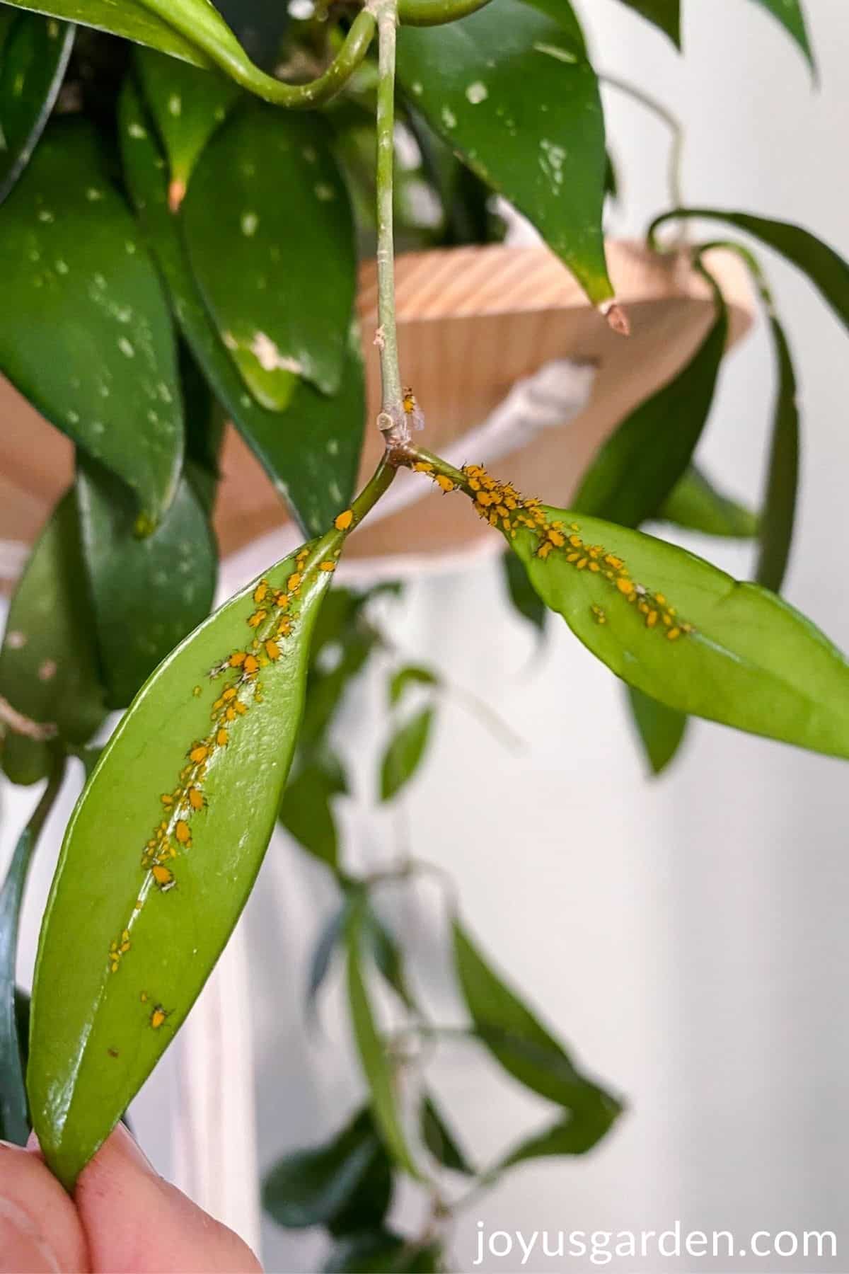 orange aphids on underside of hoya leaves plant on hanging wooden planter