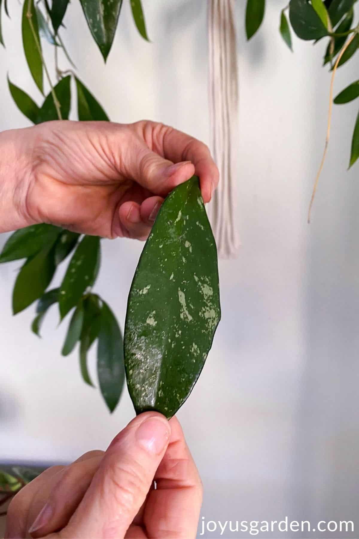 a hand shown holding hoya leaf with sooty mold growing on the nectar secreted by aphids on hoya leaf