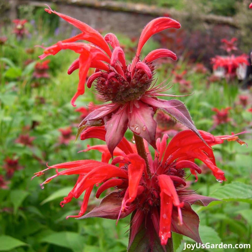 close up of a bright red bee balm monarda flower with lots of similar flowers in bloom in the background in a garden