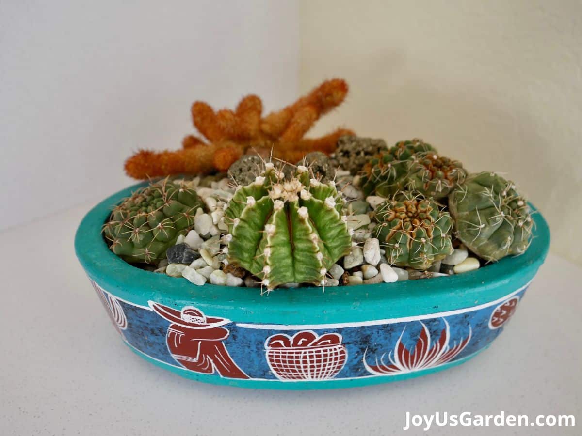 a cactus dish garden with many small cacti grows in a low turquoise bowl with a mexican design