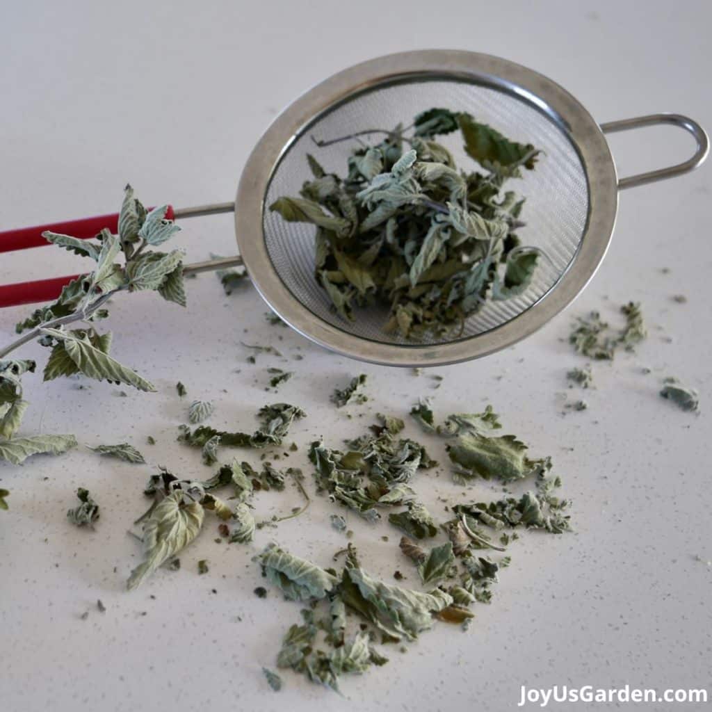close up of dried catnip leaves in a smaller strainer with a red handle to use for herb tea