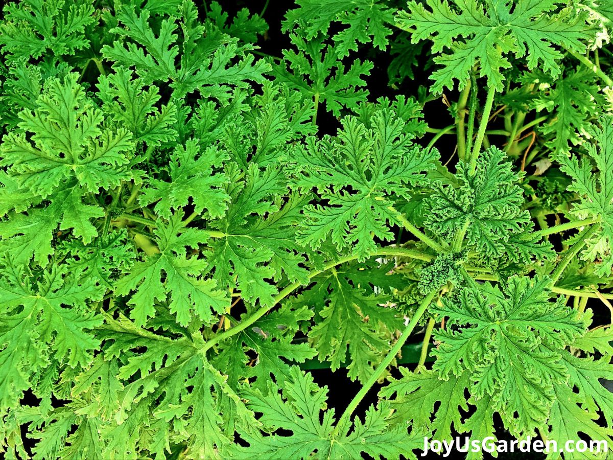 up close of photo of citronella leaves foliage from citronella geranium plant 
