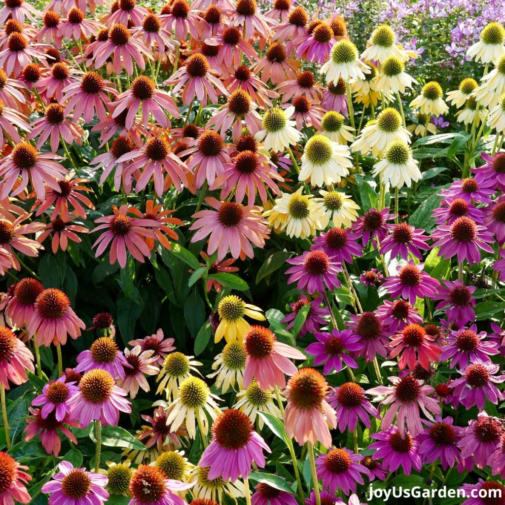lots of echinacea plants in many colors including pinks, pale yellow & rose growing in a garden