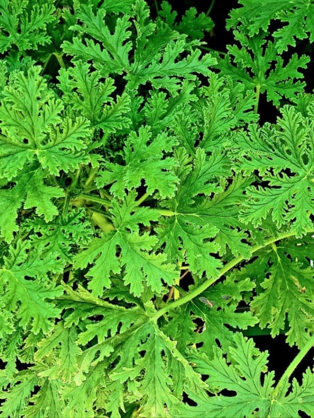 Close up photo of citronella leaves and foliage.