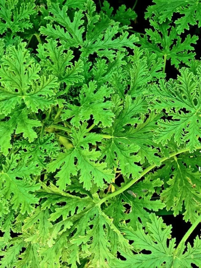cropped-citronella-1.jpg