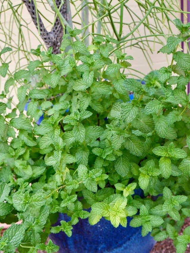 Herb Gardening In Pots For Beginners