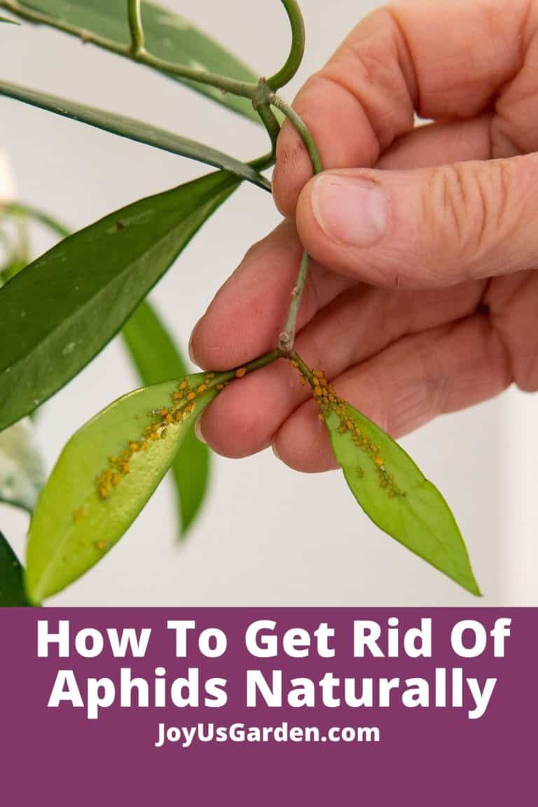 How to Get Rid of Aphids Naturally