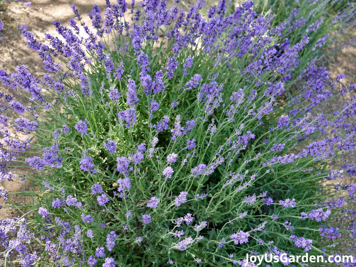 lavender plant in bloom purple flowers green foliage bright sunny day 