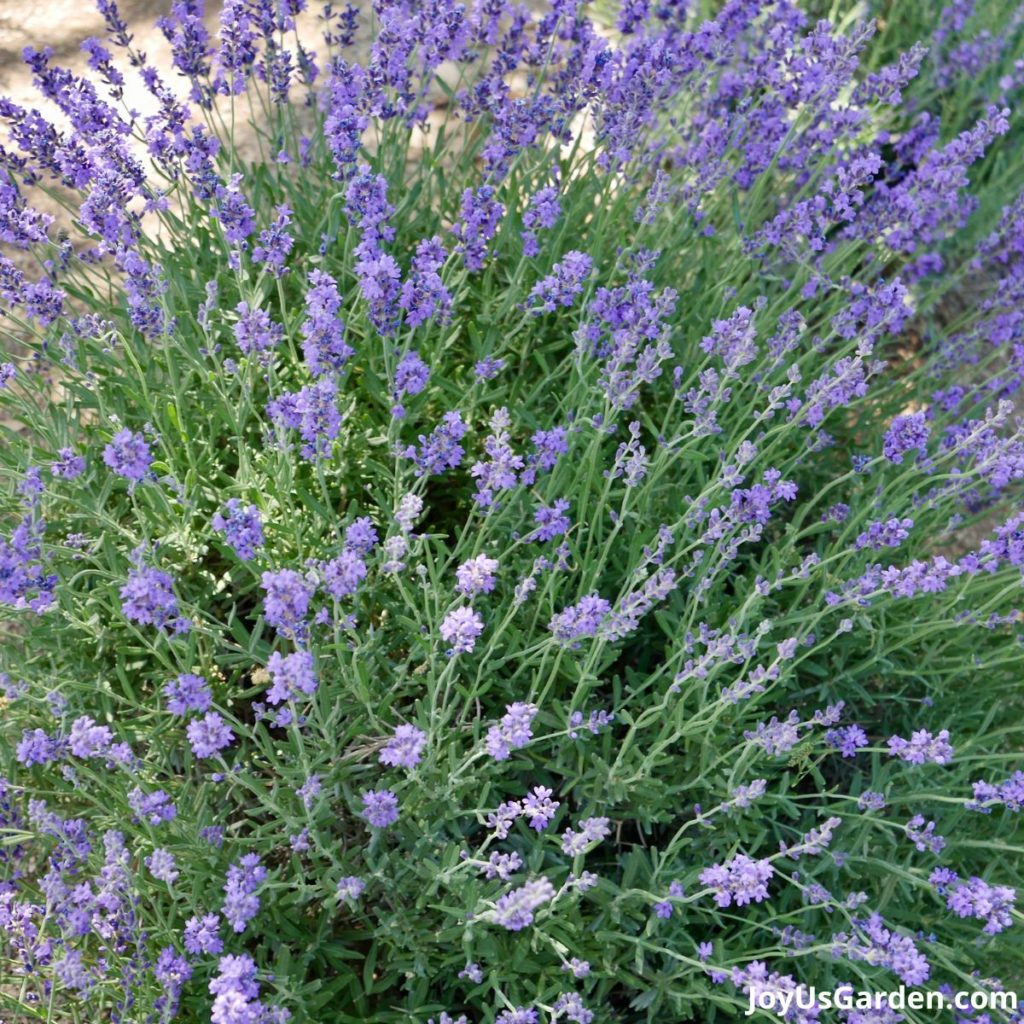 close up of a lavender plant with light purple flowers in full bloom in dappled shade