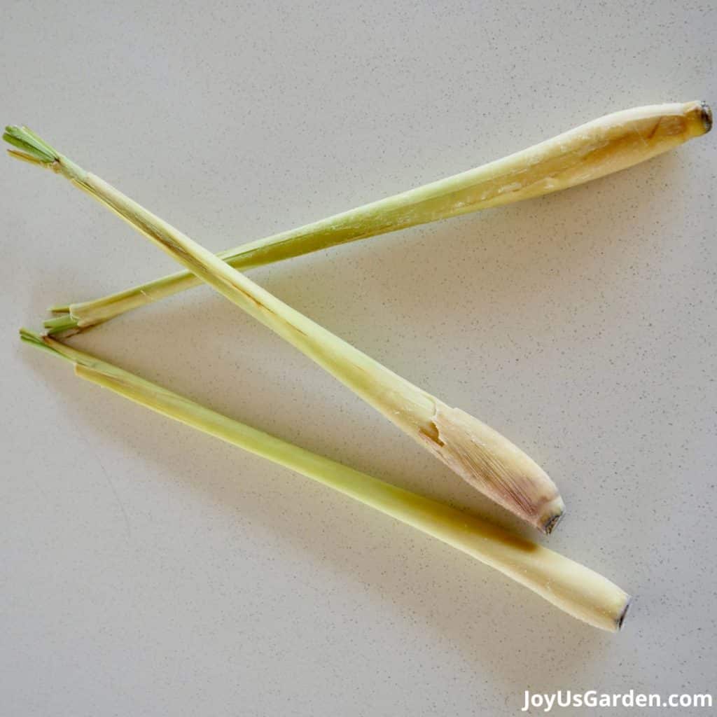 3 stalks of lemon grass with the roots & tops removed sit on a white kitchen counter