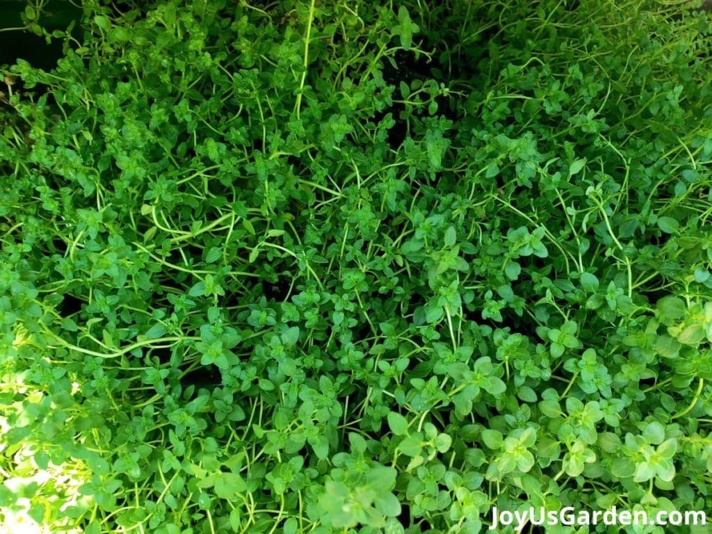 lemon thyme plant ground covered in plant green foliage 