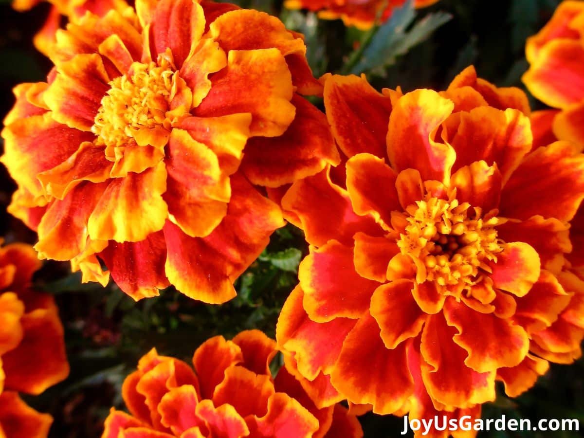 up close of orange marigold flower in bloom lighter orange-yellow outline on flower petals