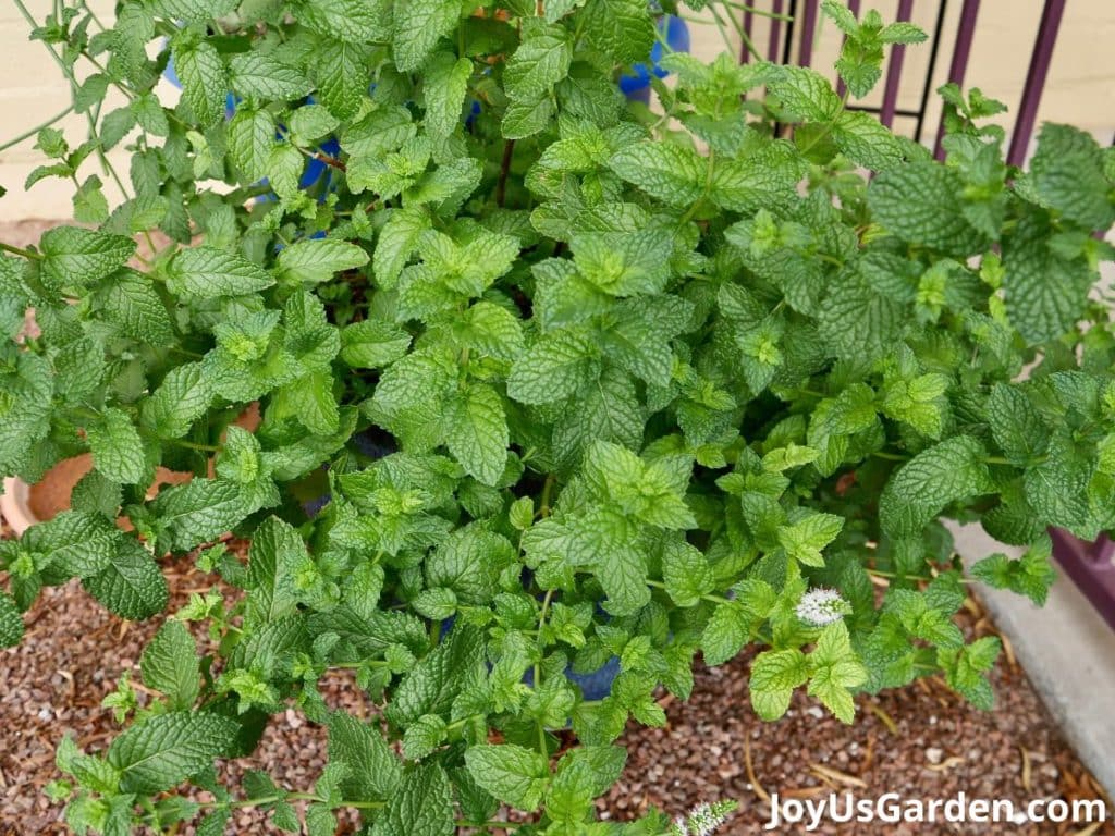 mint plant in blue pot green foliage plant full of mint leaves outside on rocky ground