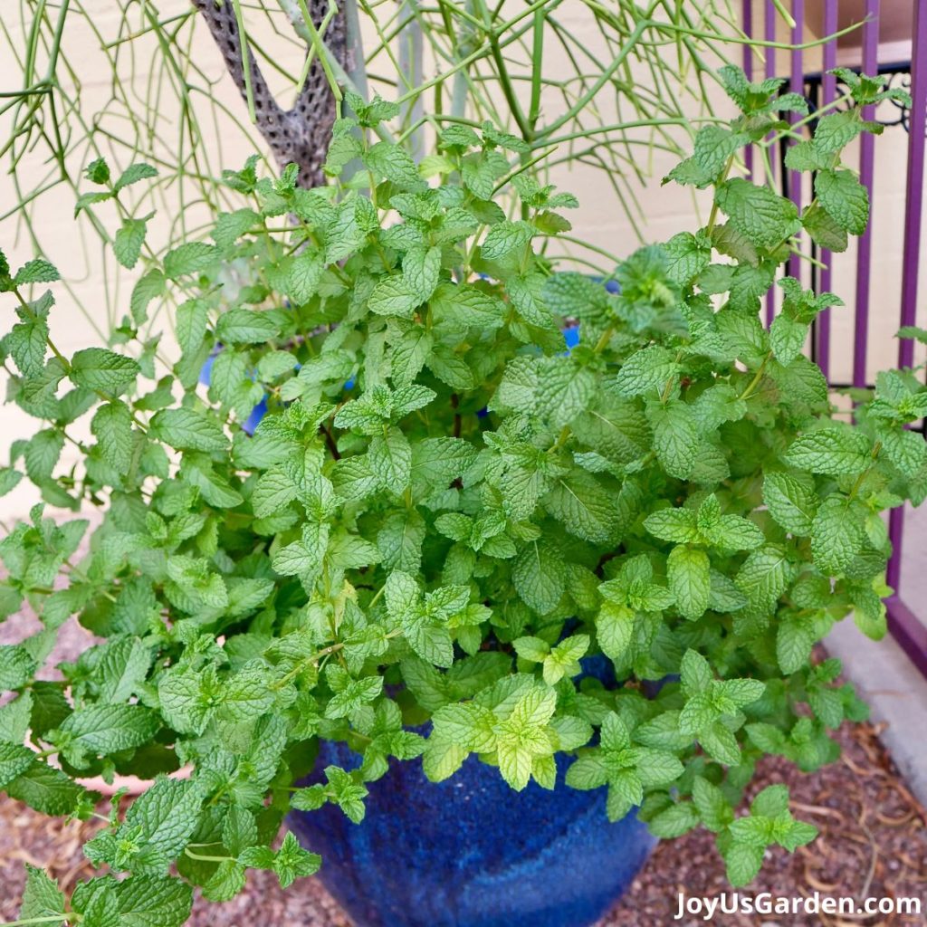 a large spearmint herb plant grows in a blue ceramic pot next to a patio