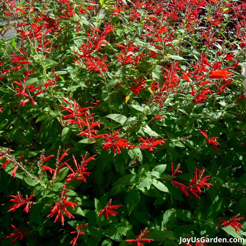 a large pineapple sage salvia elegans covered in bright red flowers in a garden