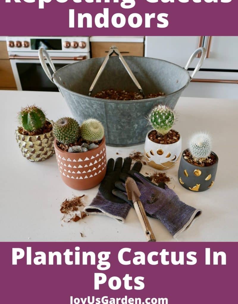 small cacti in small pots sit in front of a bin of cactus soil mix with tongs, a small trowel & gardening gloves next to them the text reads repotting cacti planting cactus in pots joyusgarden.com