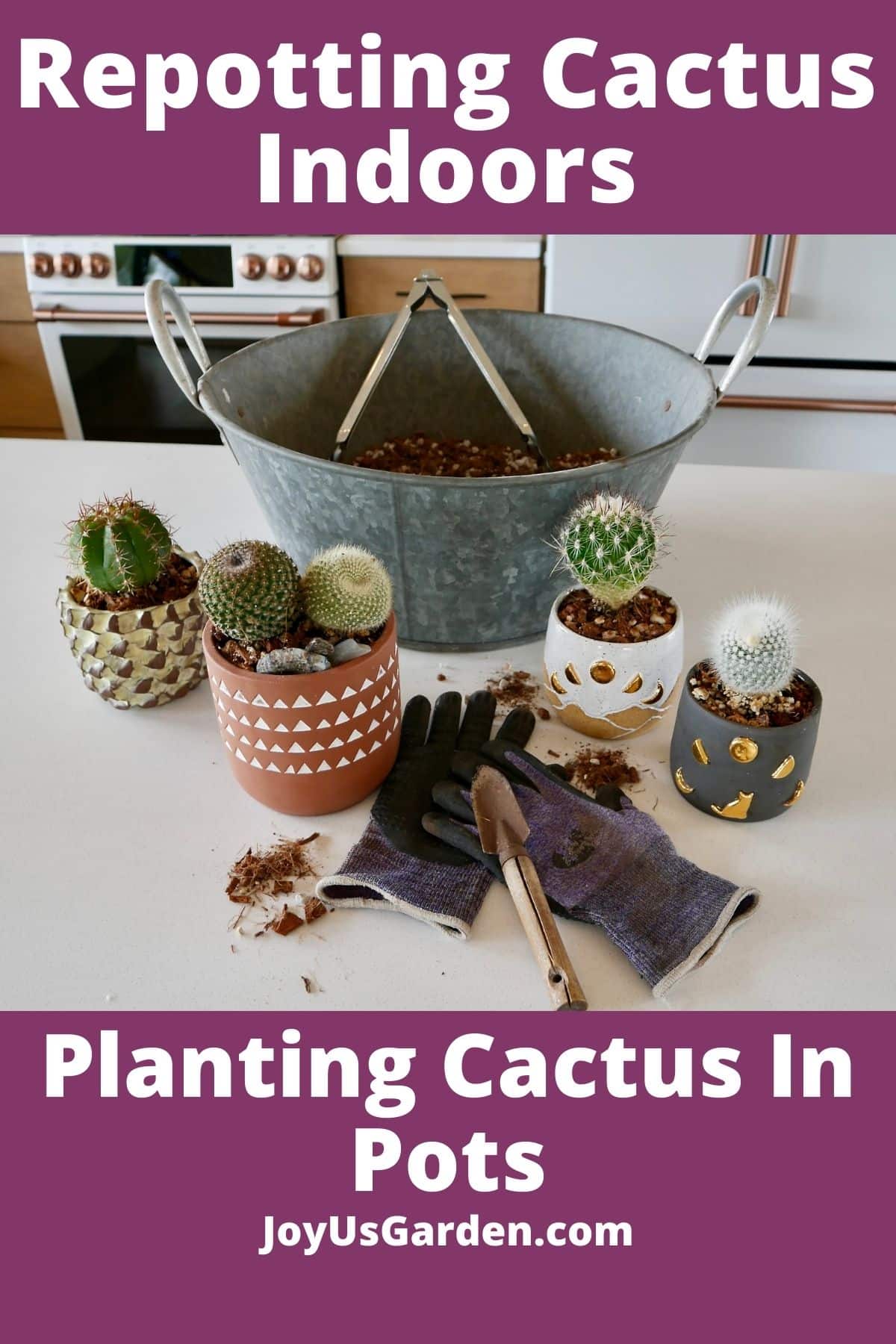 small cacti in small pots sit in front of a bin of cactus soil mix with tongs, a small trowel & gardening gloves next to them the text reads repotting cacti planting cactus in pots joyusgarden.com