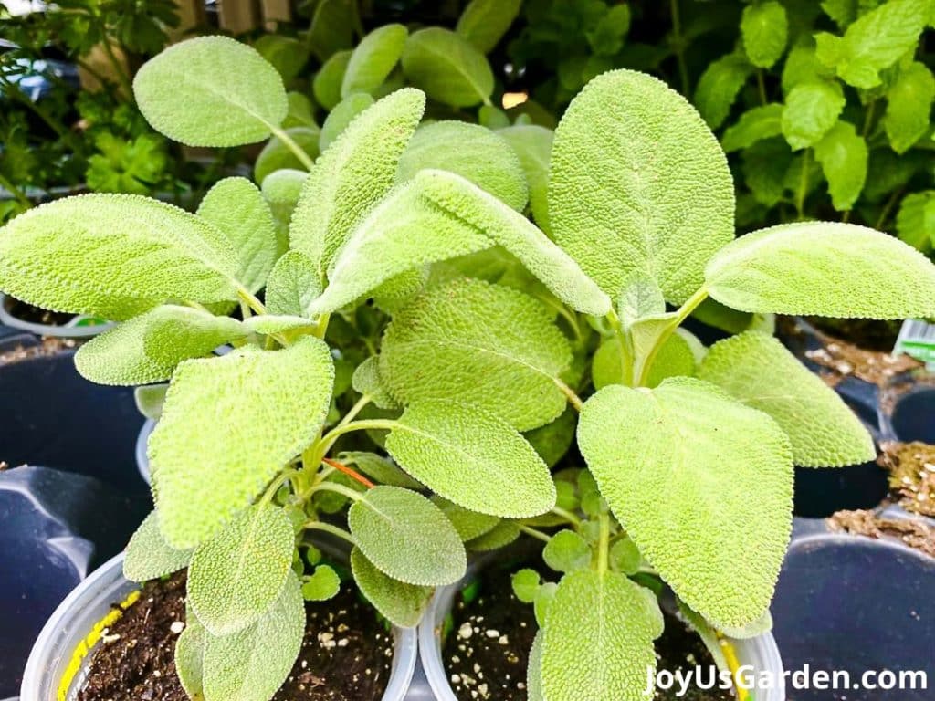 up close photo of 2 common sage plants in grow pots at plant nursery greenish yellow foliage leaves