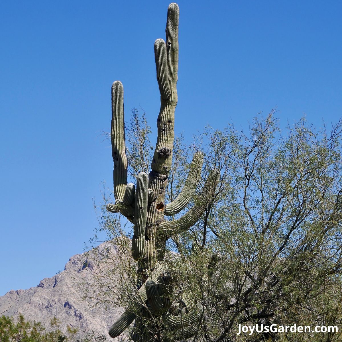 a tall saguaro cactus with many arms grows with mountains in the background in tucson arizona