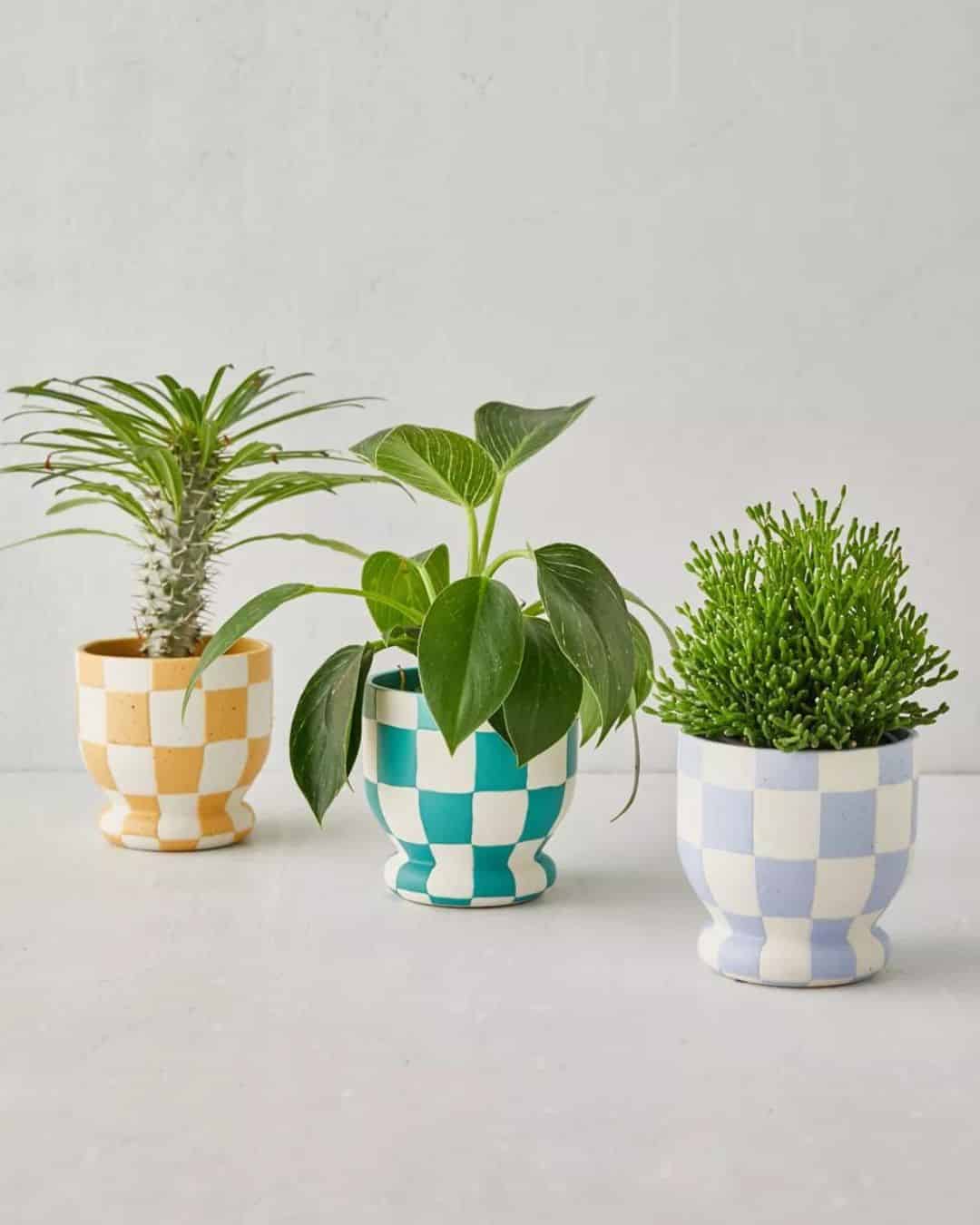 15 Favorite Cactus Plant Pots (2024 Buying Guide)