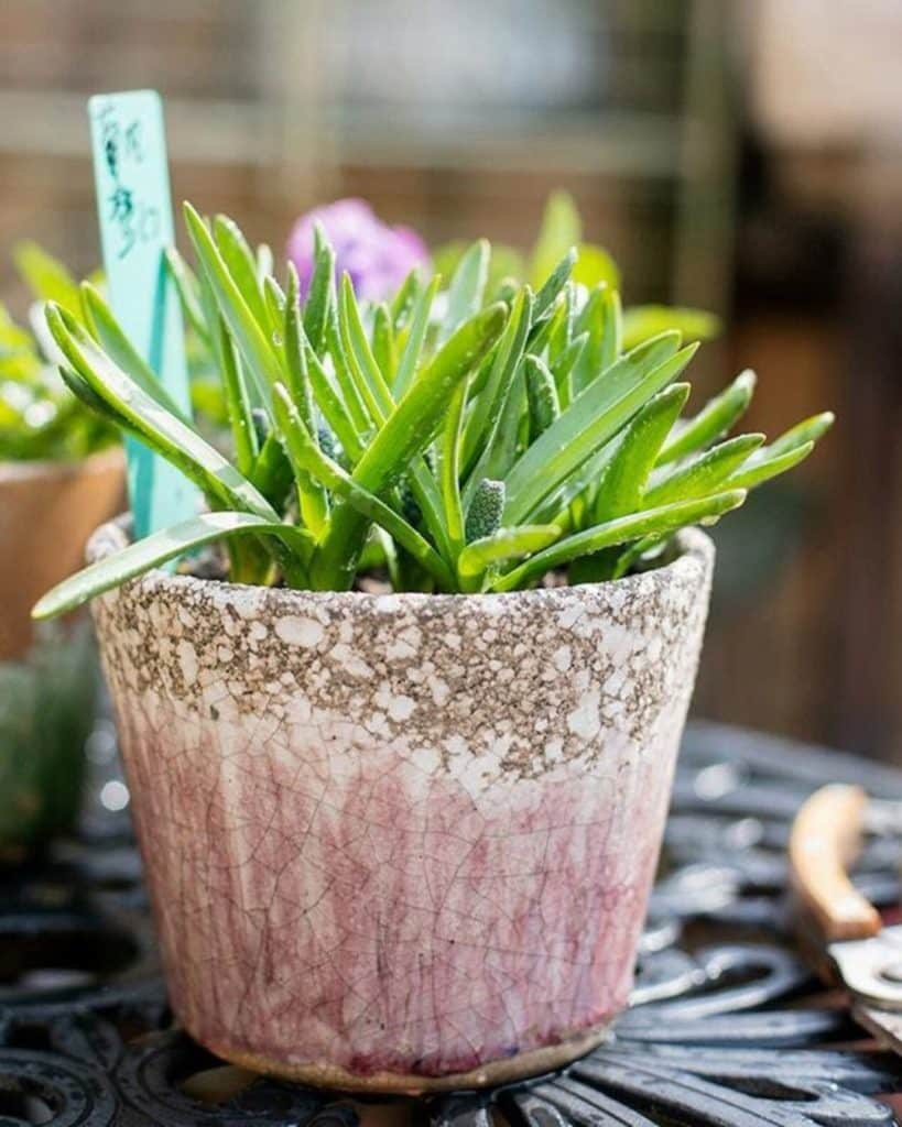 a colorful terracotta plant pot for cactus pictured in a pink glaze to buy from etsy