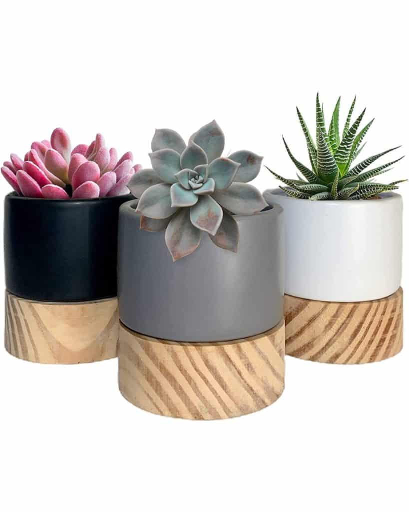 3 ceramic planters in white, black, & grey with drainage & wooden trays to buy from amazon