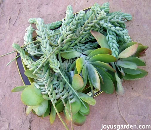 tray of burros tail cuttings with paddle plant cuttings also in tray