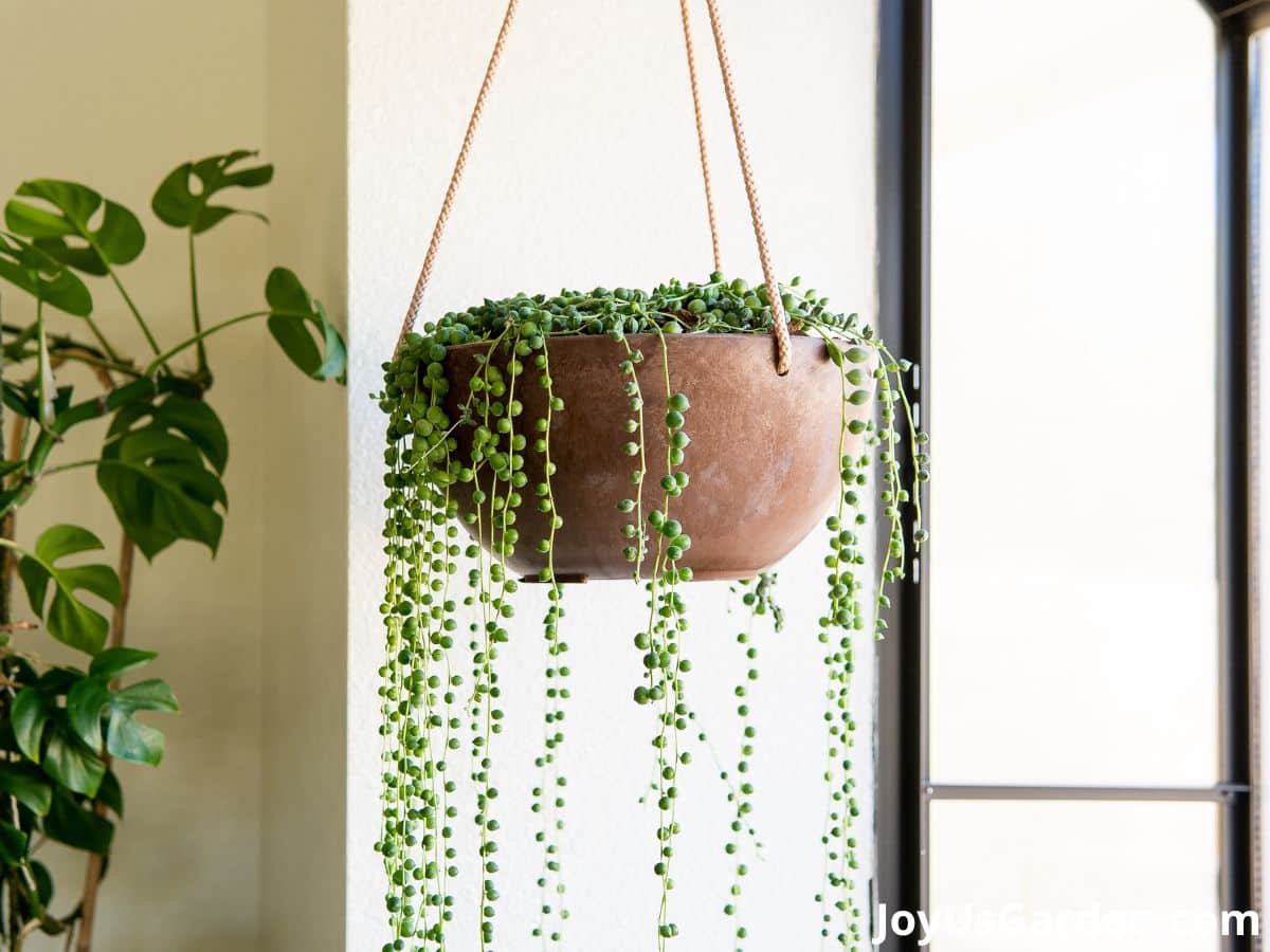 string of pearls hanging in a brown bowl planter trails hanging down over the sides hung in bright sunny window mini monstera growing in the background