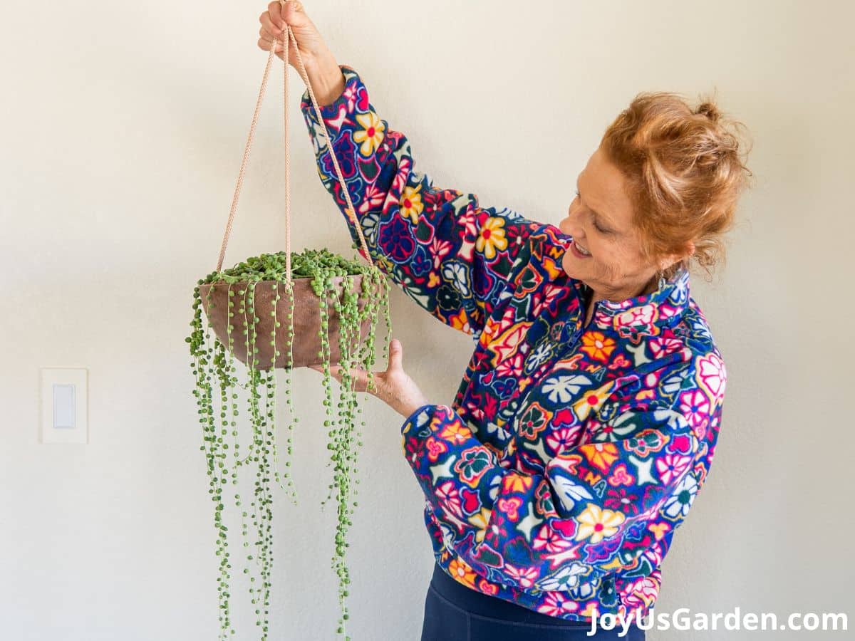 Why are my string of pearls turning white and shriveled? They get ample  direct sunlight and I drown them in water every 2 weeks 🥲. Also, they are  planted in a nursery