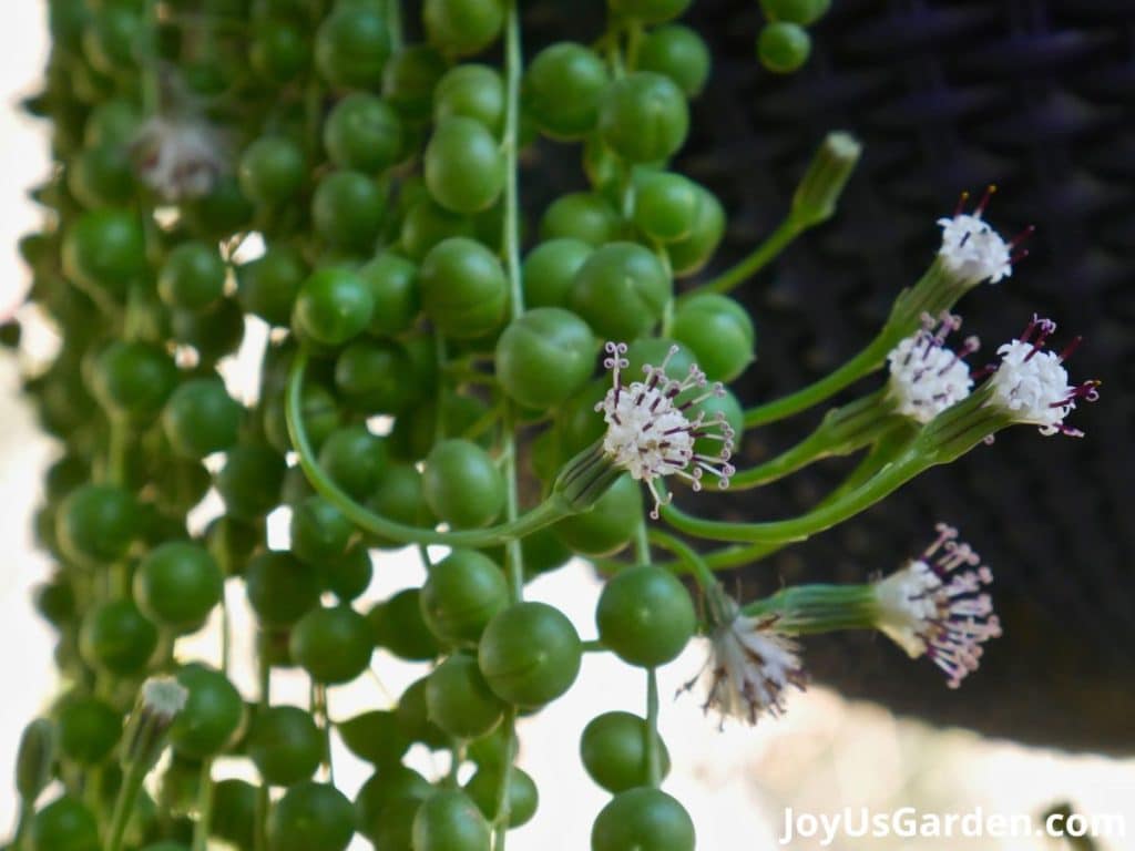 up close of sting of pearls in bloom flowers shown white and pink