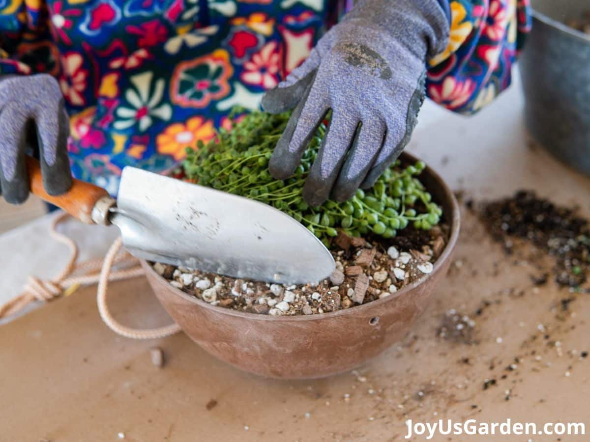 woman wearing gloves and floral top is repotting string of pearls plant. gardening trowel in hand and adding soil mix to string of pearls pot.  