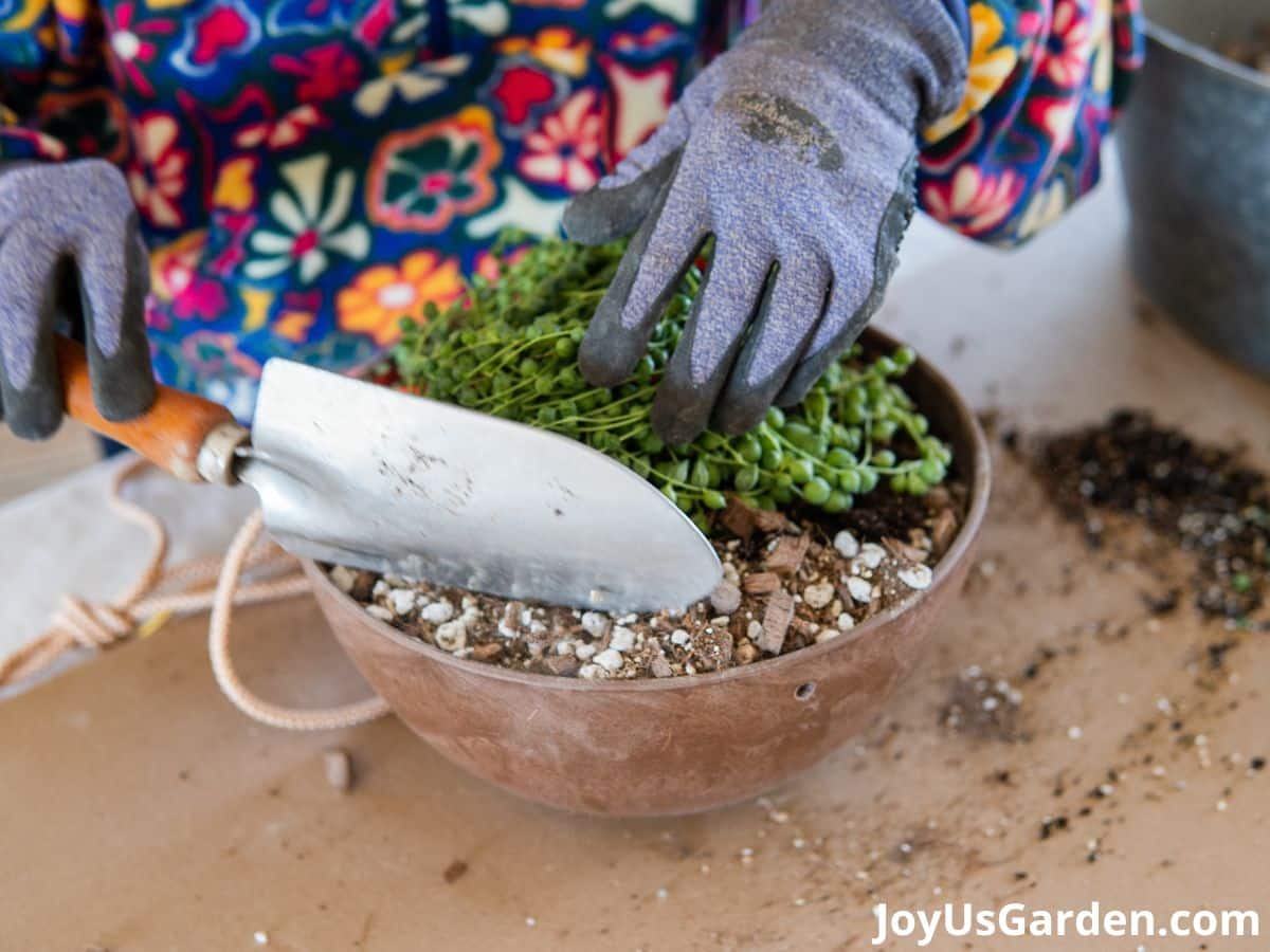 woman wearing gloves and floral top is repotting string of pearls plant. gardening trowel in hand and adding soil mix to string of pearls pot.