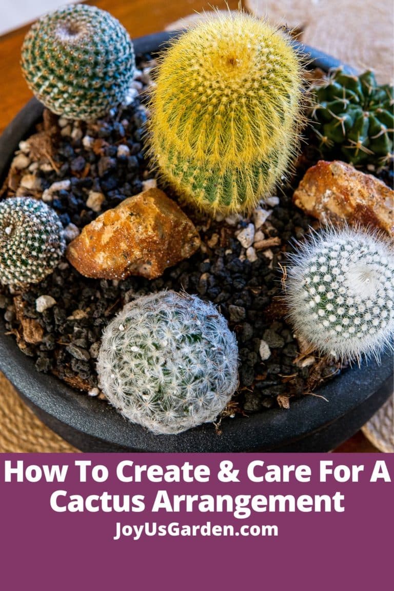 How To Create & Care For A Cactus Arrangement