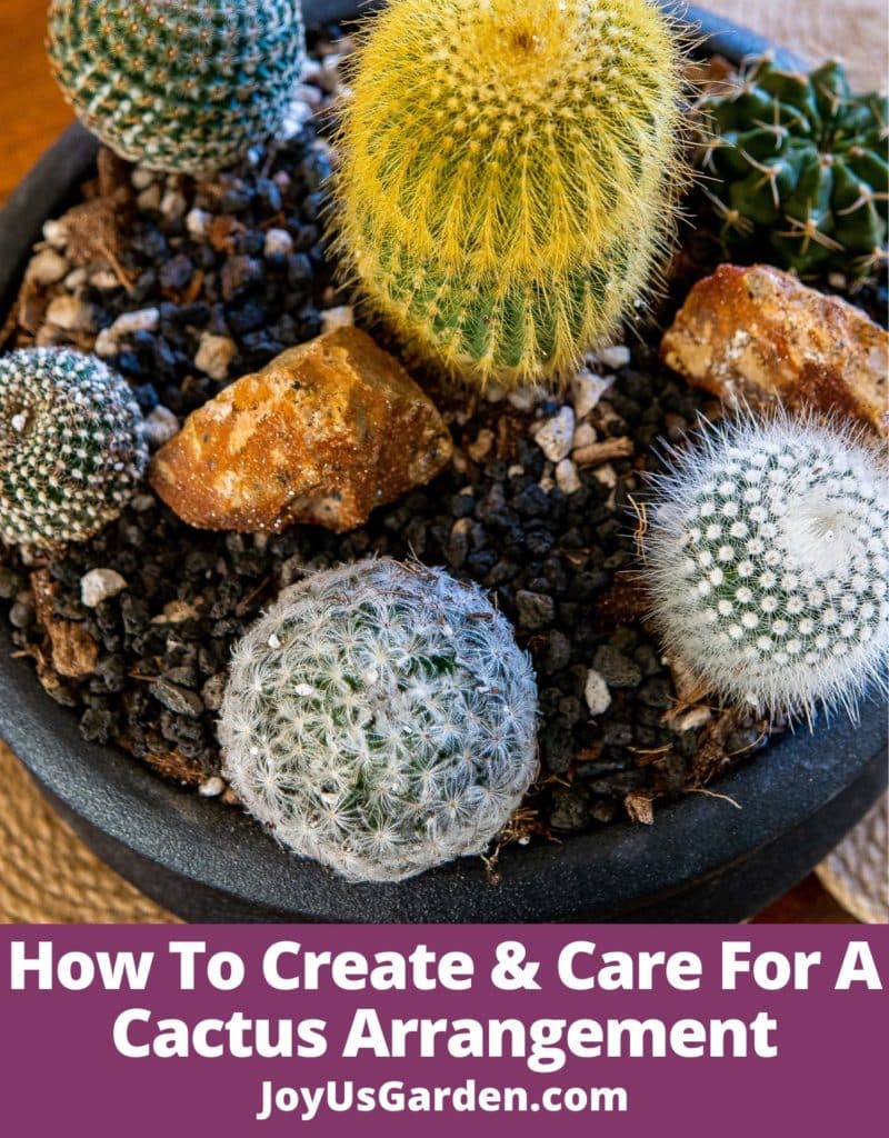 looking down on a cactus dish garden in a black ceramic pot the text reads how to create & care for a cactus arrangement joyusgarden.com