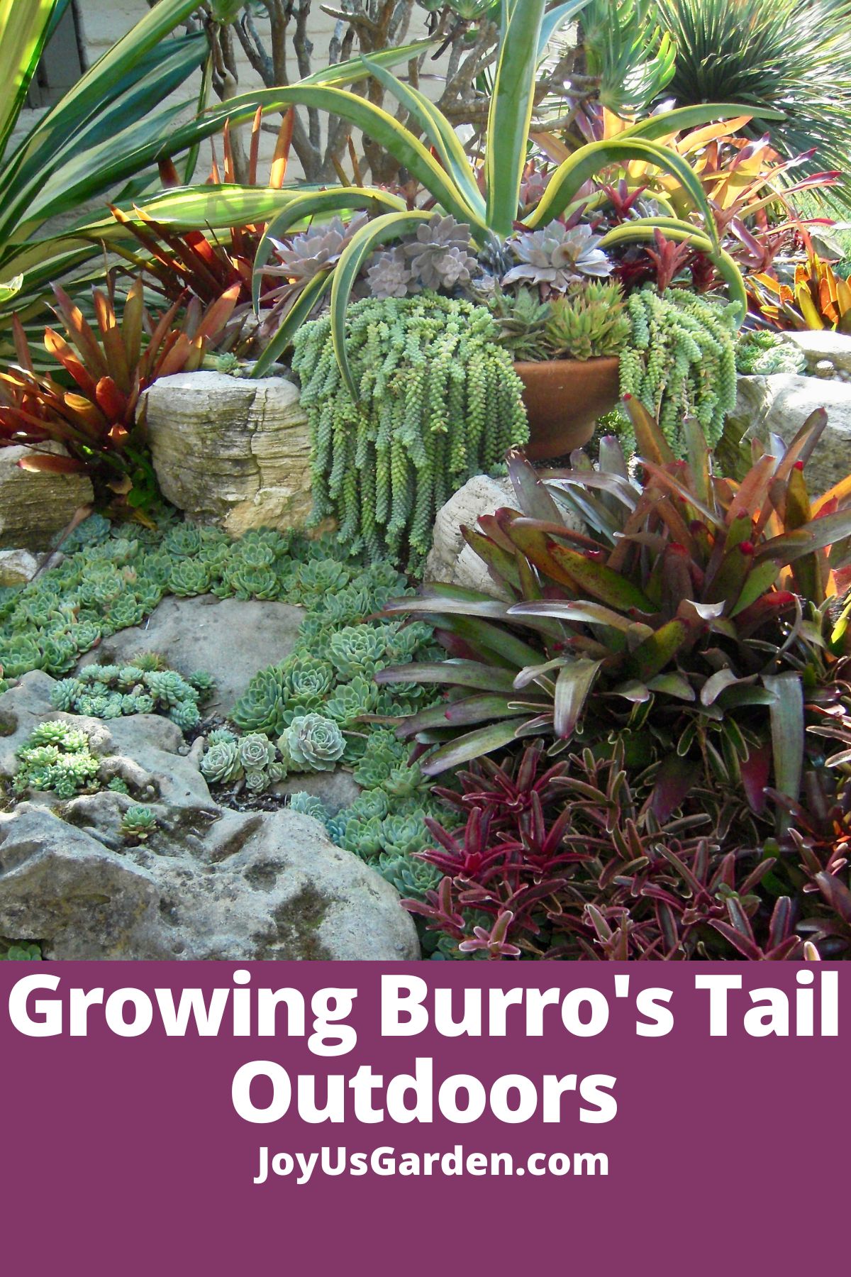 succulent garden succulents planted on rocky hill along side agaves burros tail in bowl planter text reads growing burros tail outdoors joyusgarden.com