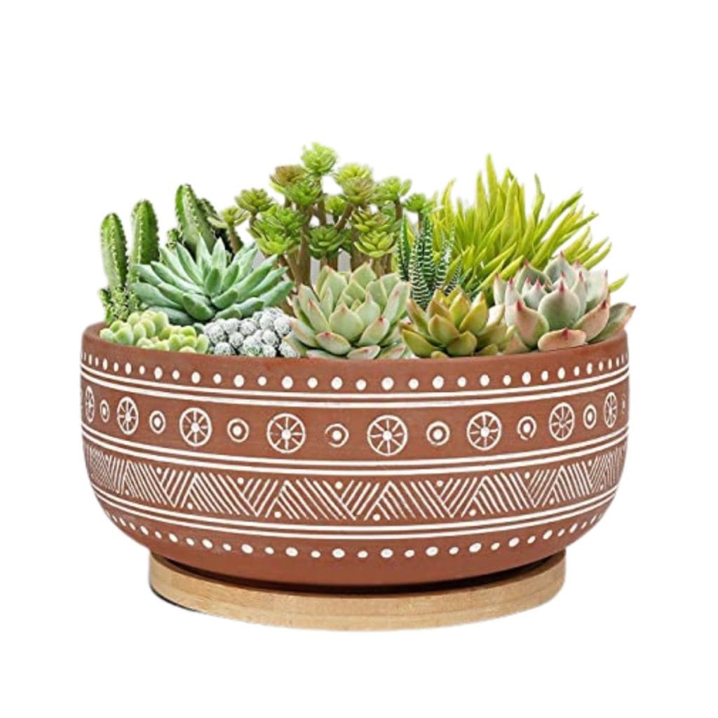 Cactus Bowls Our Favorites For Your Cactus Garden