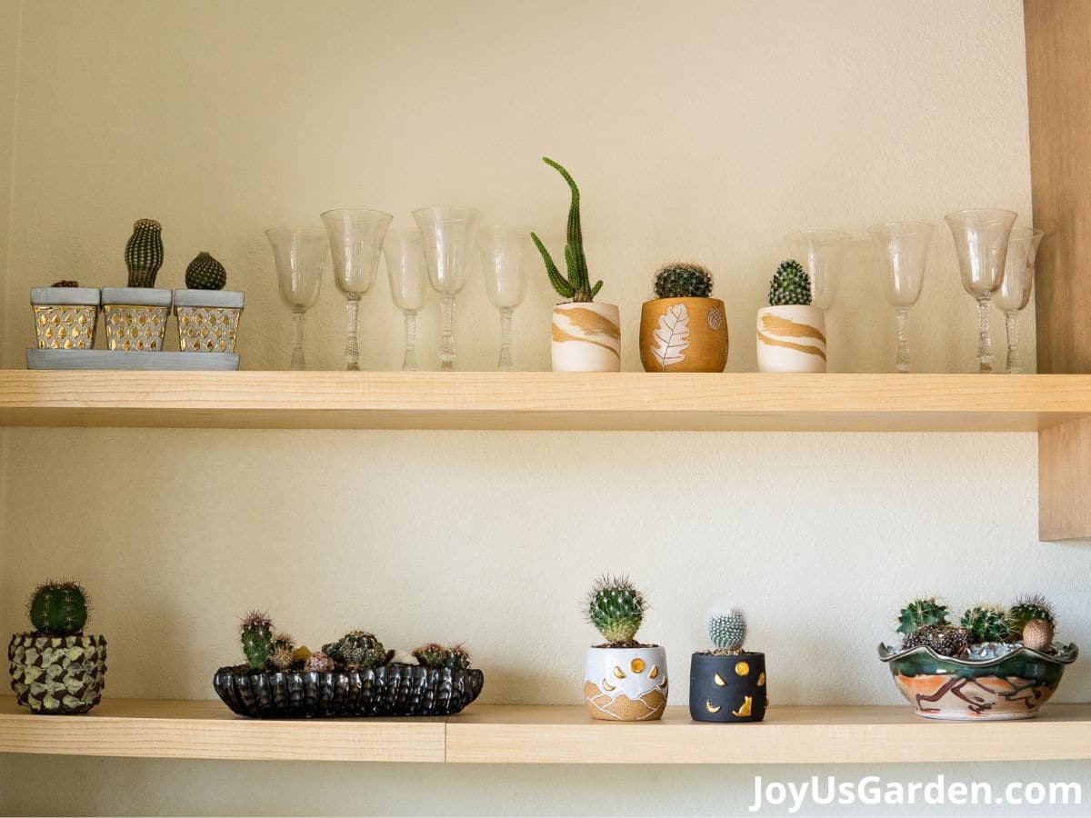 variety of cactus planted in small pots on open shelves in bright room, arranged on shelves along with long-stemmed glassware