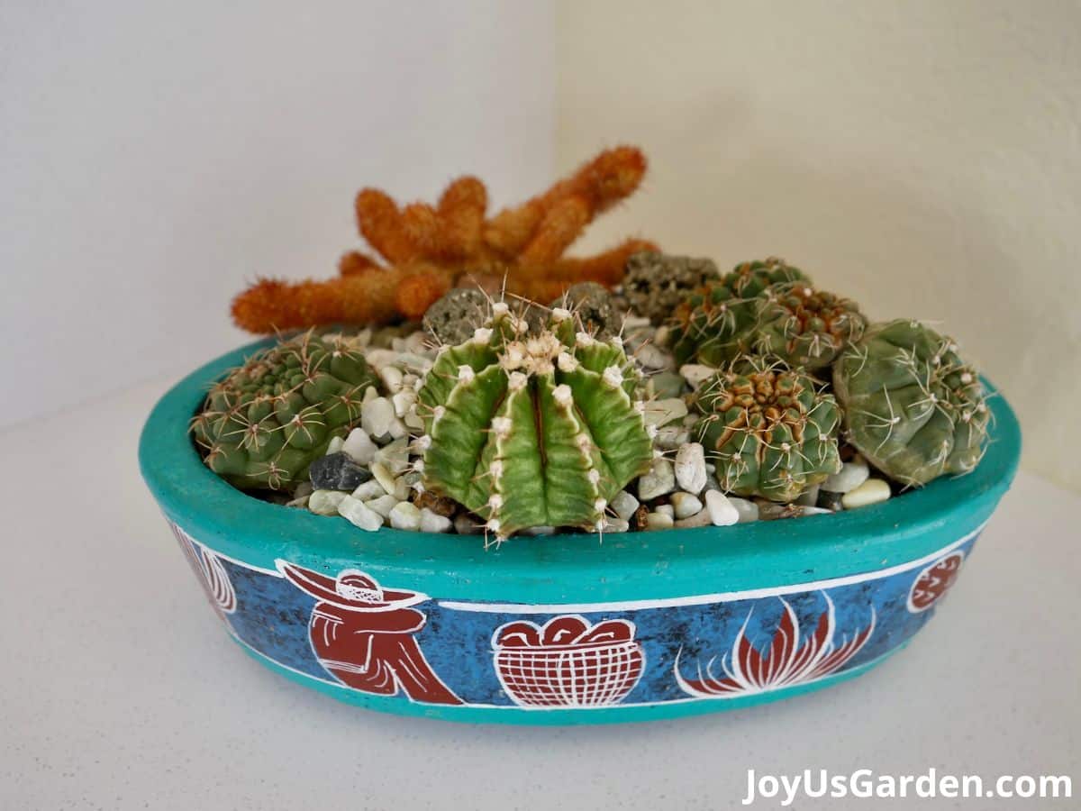 cactus garden arrangement in a blue turquoise shallow bowl, variety of cactus planted in cactus bowl