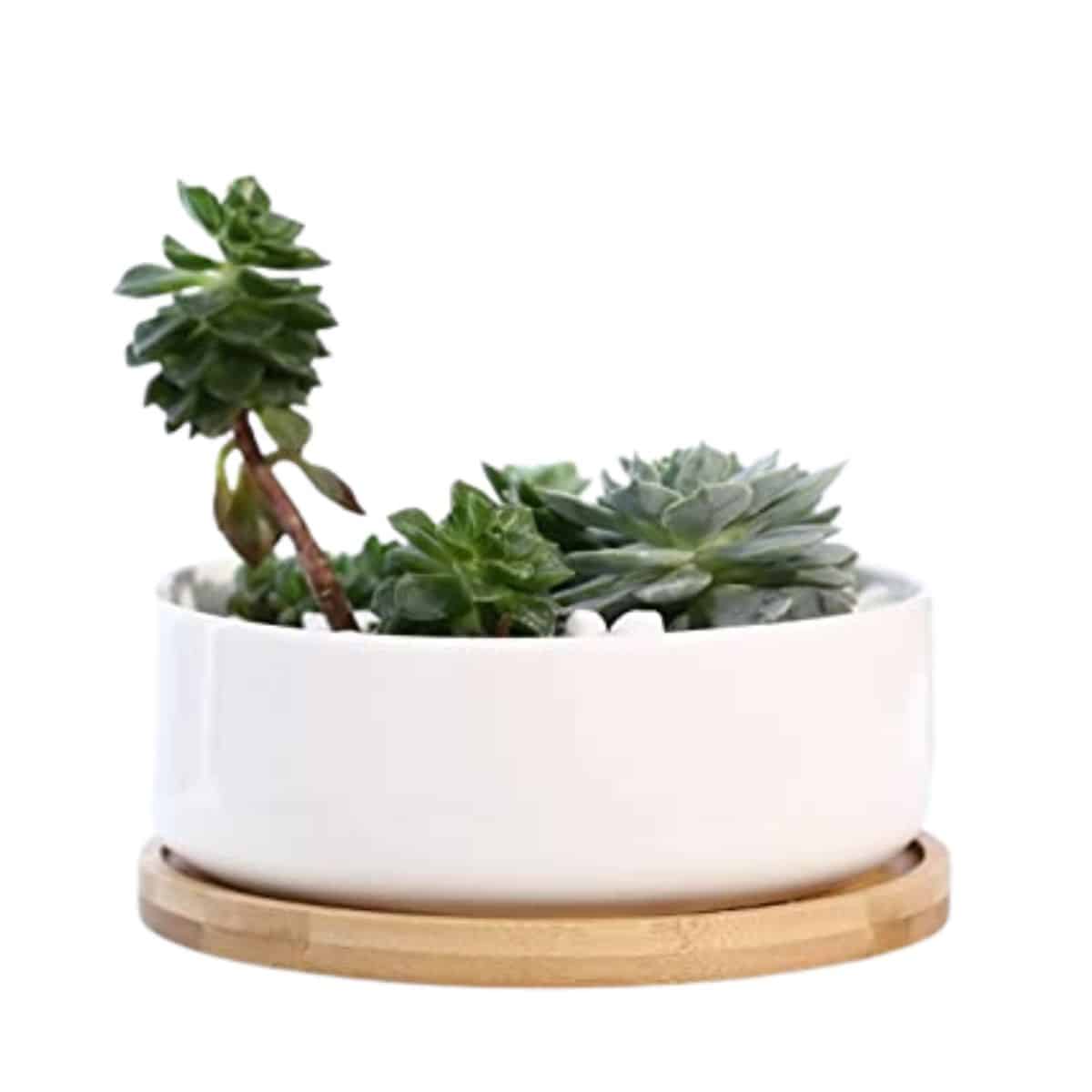 shallow cactus bowl in white and bamboo saucer tray with succulents planted inside and a drainage hole from amazon