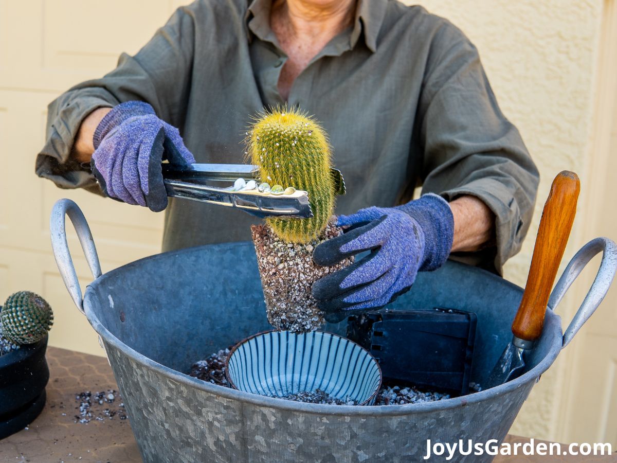 woman wearing nitrile coated gloves using tongs to lift cactus out of grow pot to repot in cactus bowl
