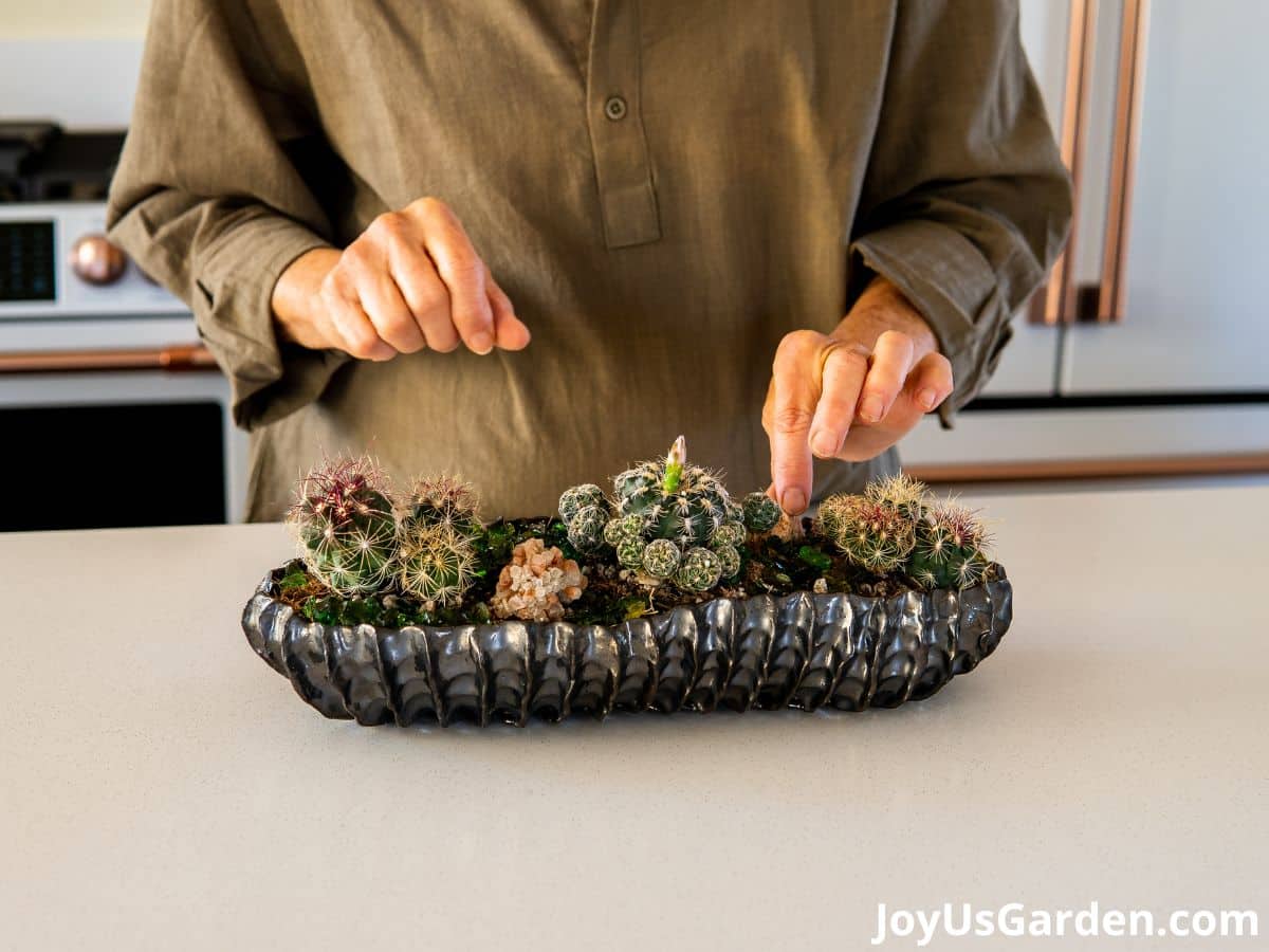 woman standing in the kitchen, showing off cactus planted in long narrow cactus bowl