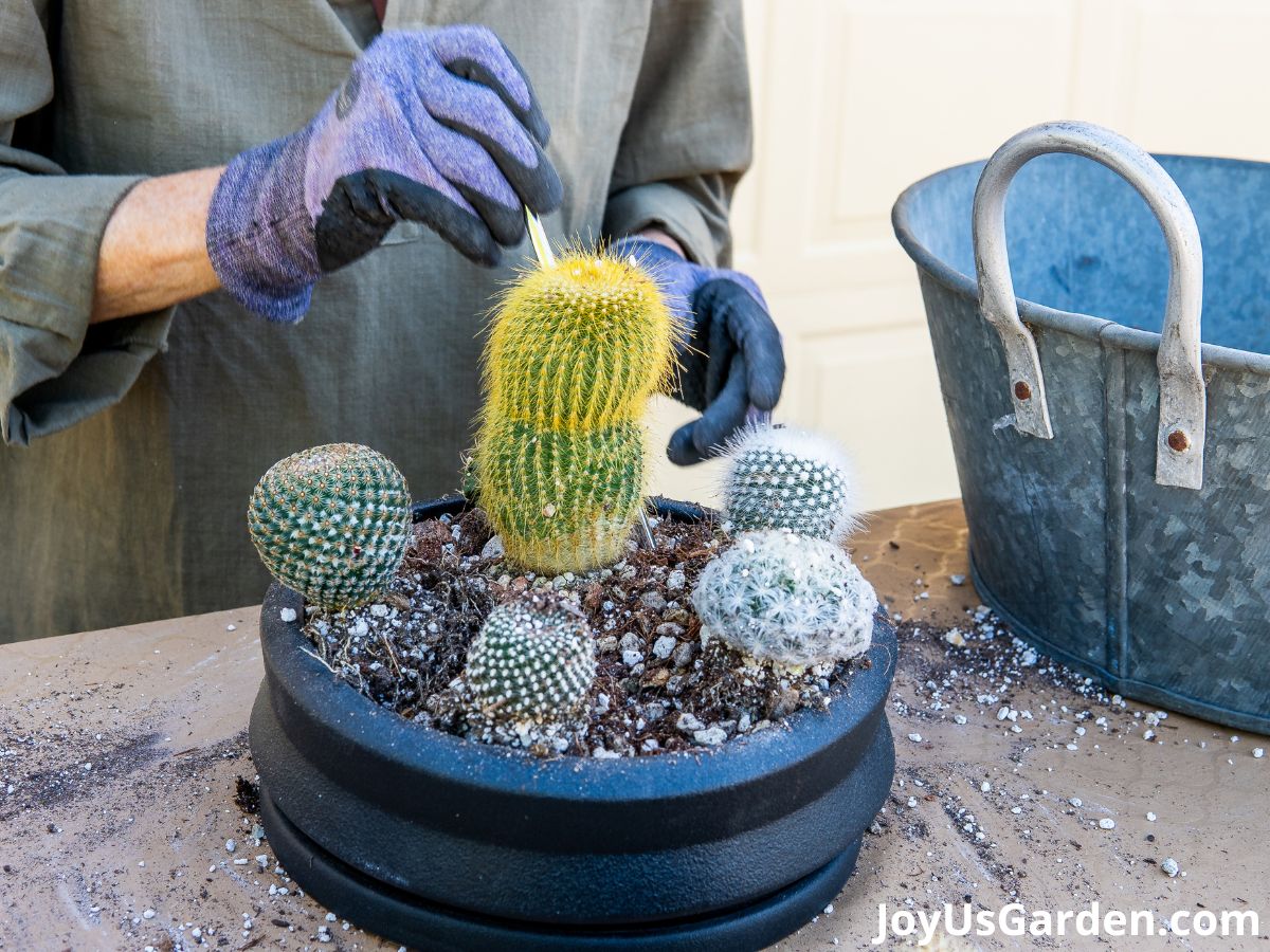 woman wearing nitrile coated gloves planting cactus in black shallow cactus bowl