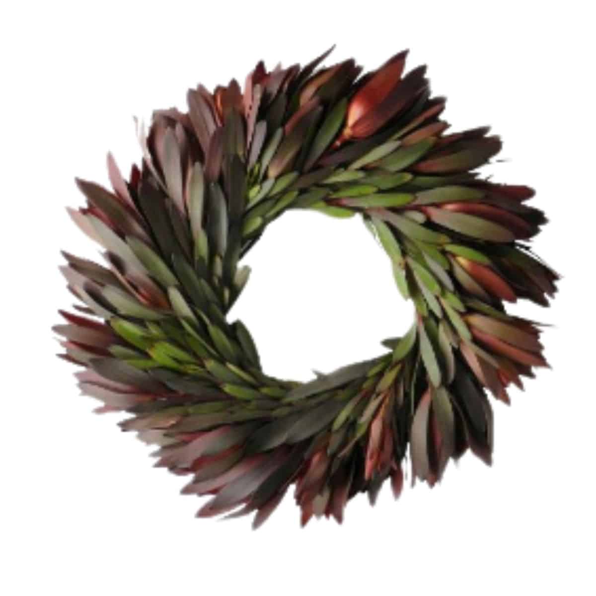 wreath made of Safari Sunset leucadendron from world market