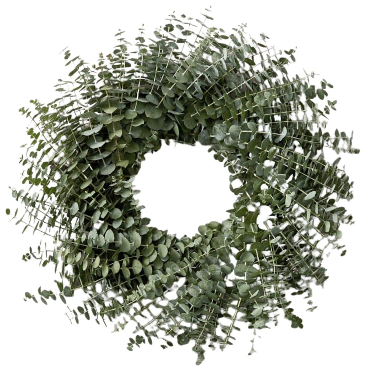 baby eucalyptus wreath from Williams sonoma